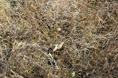 Eupatorium mikanioides