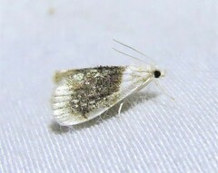 Lipocosmodes fuliginosalis