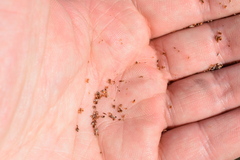 Rhynchospora elliottii