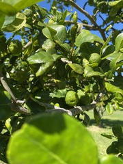 Citrus hystrix