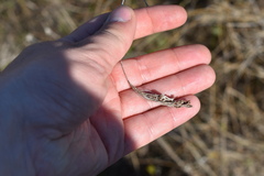 Rhynchospora elliottii