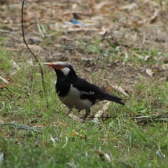 Gracupica floweri