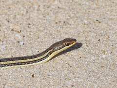 Dromicodryas bernieri