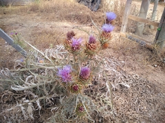 Cynara cardunculus