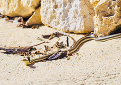 Dromicodryas bernieri