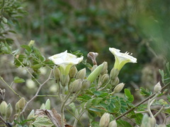 Ipomoea praecana