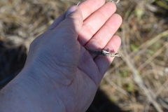 Rhynchospora elliottii