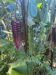 Heliconia mariae