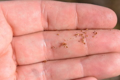 Rhynchospora elliottii