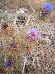Cynara cardunculus