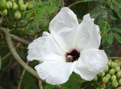Ipomoea populina