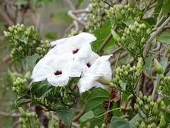 Ipomoea populina