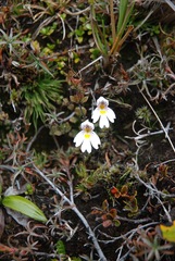 Euphrasia cuneata
