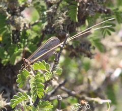 Stenorrhachus walkeri