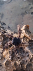 Ophiocoma scolopendrina