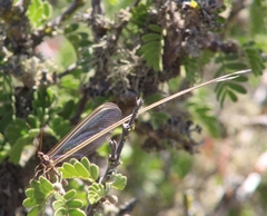 Stenorrhachus walkeri