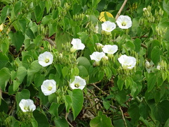 Ipomoea corymbosa