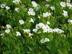 Ipomoea corymbosa