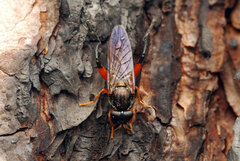 Chalcosyrphus valgus