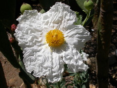 Romneya coulteri