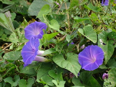 Ipomoea mitchelliae