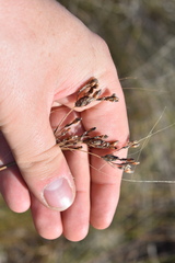 Fimbristylis caroliniana
