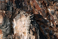 Acanthocinus aedilis