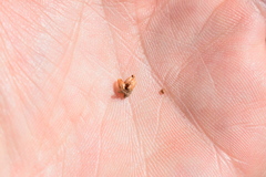 Fimbristylis caroliniana