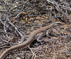 Callopistes maculatus