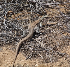 Callopistes maculatus