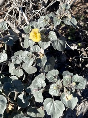 Physalis crassifolia