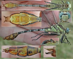 Dromogomphus spoliatus