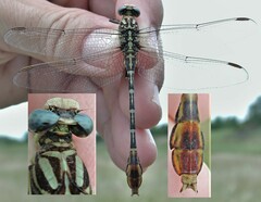 Dromogomphus spoliatus