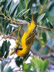 Ploceus velatus caurinus