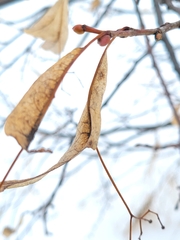 Tilia americana americana
