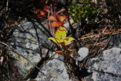 Disa tenuifolia