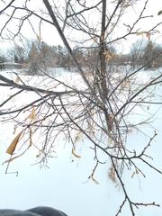 Tilia americana americana