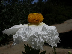 Romneya coulteri