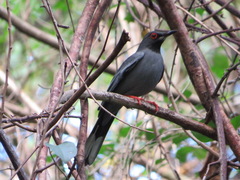 Turdus plumbeus