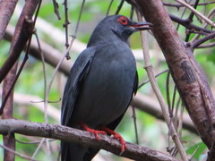 Turdus plumbeus