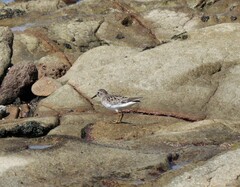 Calidris pusilla