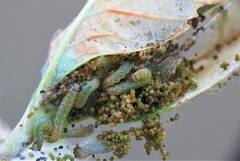 Saucrobotys futilalis