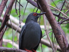 Turdus plumbeus