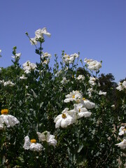 Romneya coulteri
