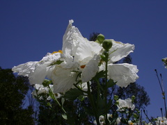Romneya coulteri