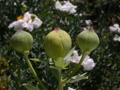 Romneya coulteri
