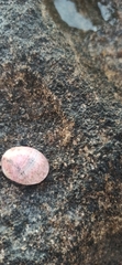 Nerita polita