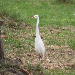 Ardea intermedia intermedia