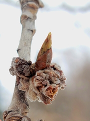 Aceria parapopuli