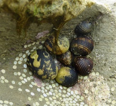 Nerita funiculata